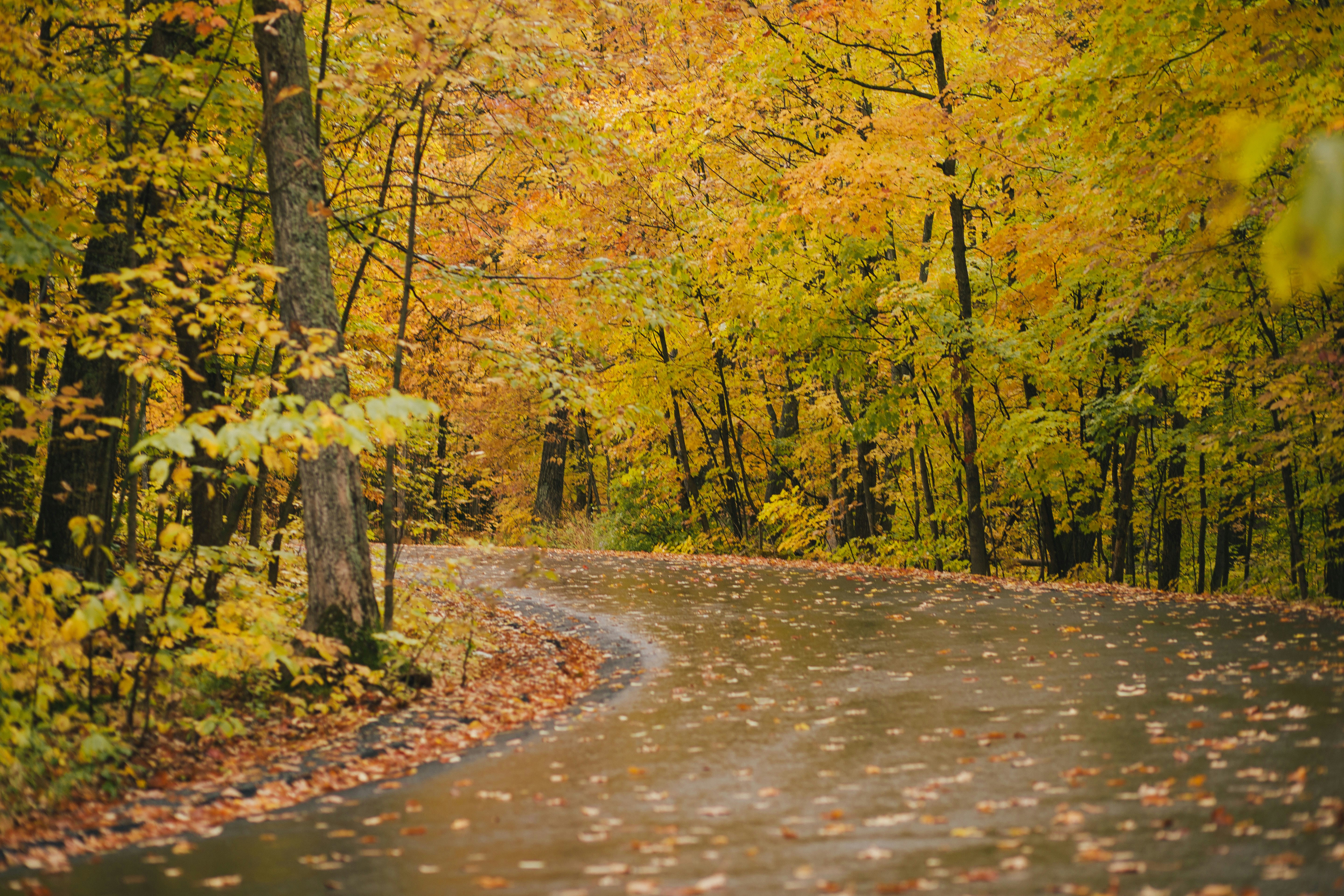 Fall, autumn, trees, forest, Canada, Quebec, path, way, orange, yellow
