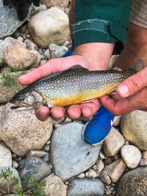 Brook Trout