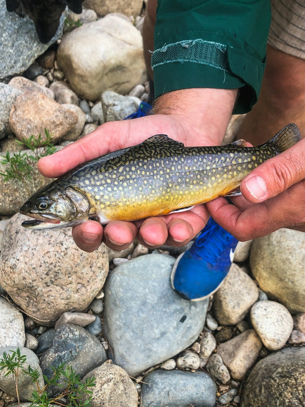 Persona sosteniendo peces amarillos y negros