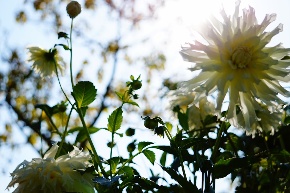 white flower with green leaves during daytime