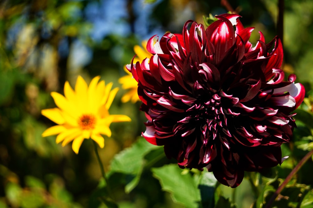 red and yellow flower in tilt shift lens