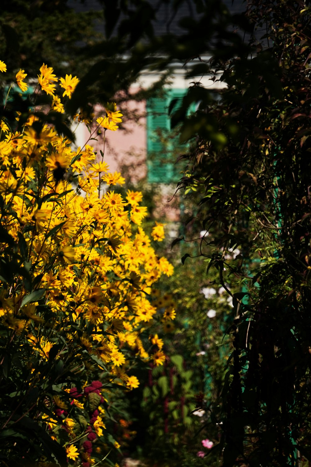 gelbe Blüten mit grünen Blättern