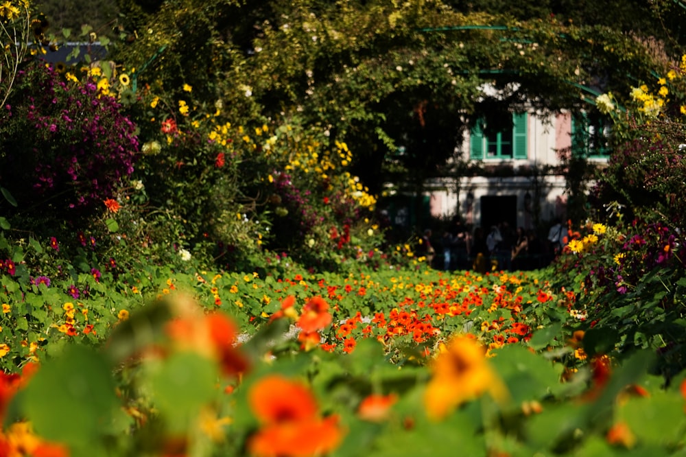 green trees and plants near white house during daytime