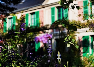 purple flowers in tilt shift lens