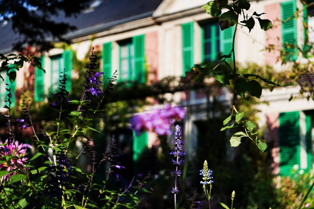 purple flowers in tilt shift lens