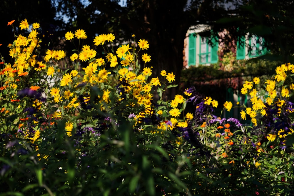 yellow flowers with green leaves