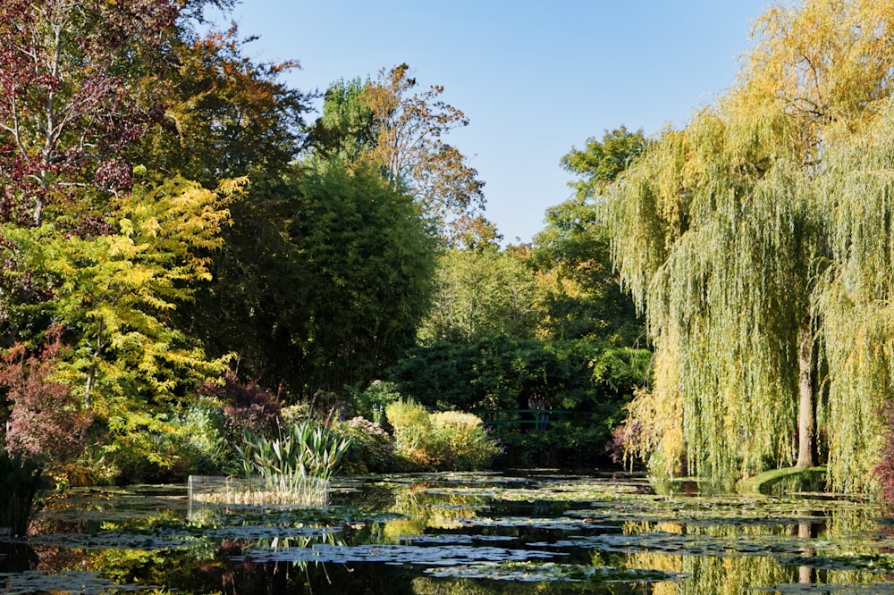 Grüne Bäume am Fluss unter blauem Himmel während des Tages