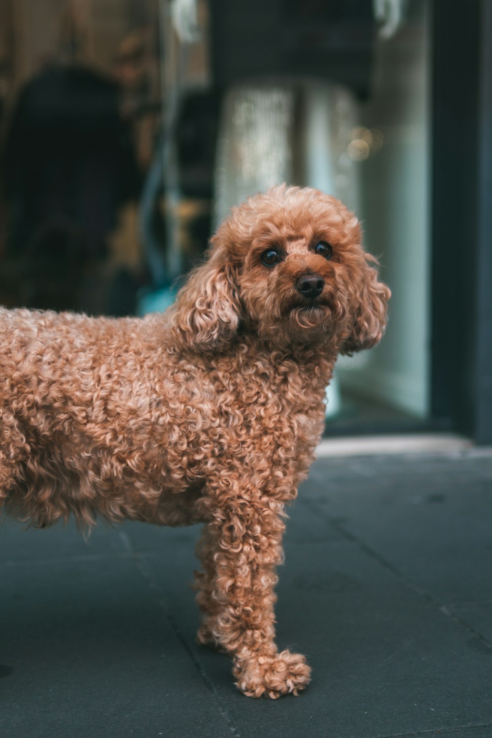 brown poodle on gray pavement