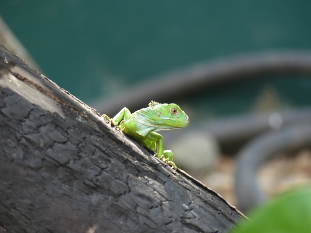 green lizard on brown wooden surface