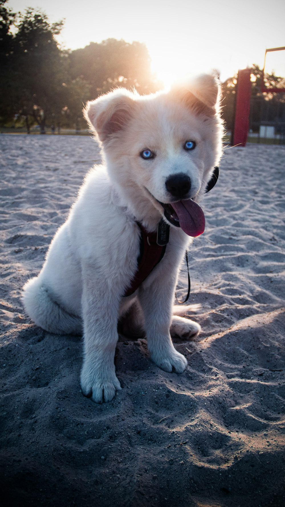 cachorro de pelo corto blanco y marrón sobre arena marrón durante el día