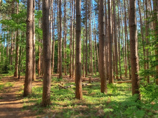 brown trees on green grass field during daytime in Springwater Canada