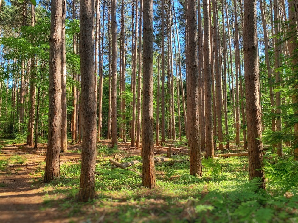 brown trees on green grass field during daytime