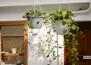 green plant on white pot