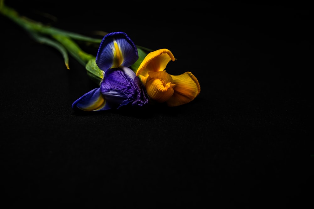 purple and yellow flower on black surface
