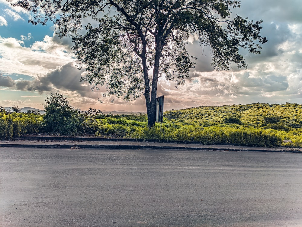 green trees beside river under white clouds and blue sky during daytime