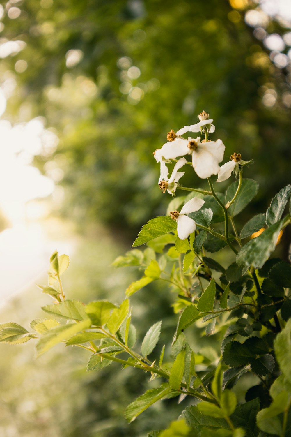 white flower with green leaves