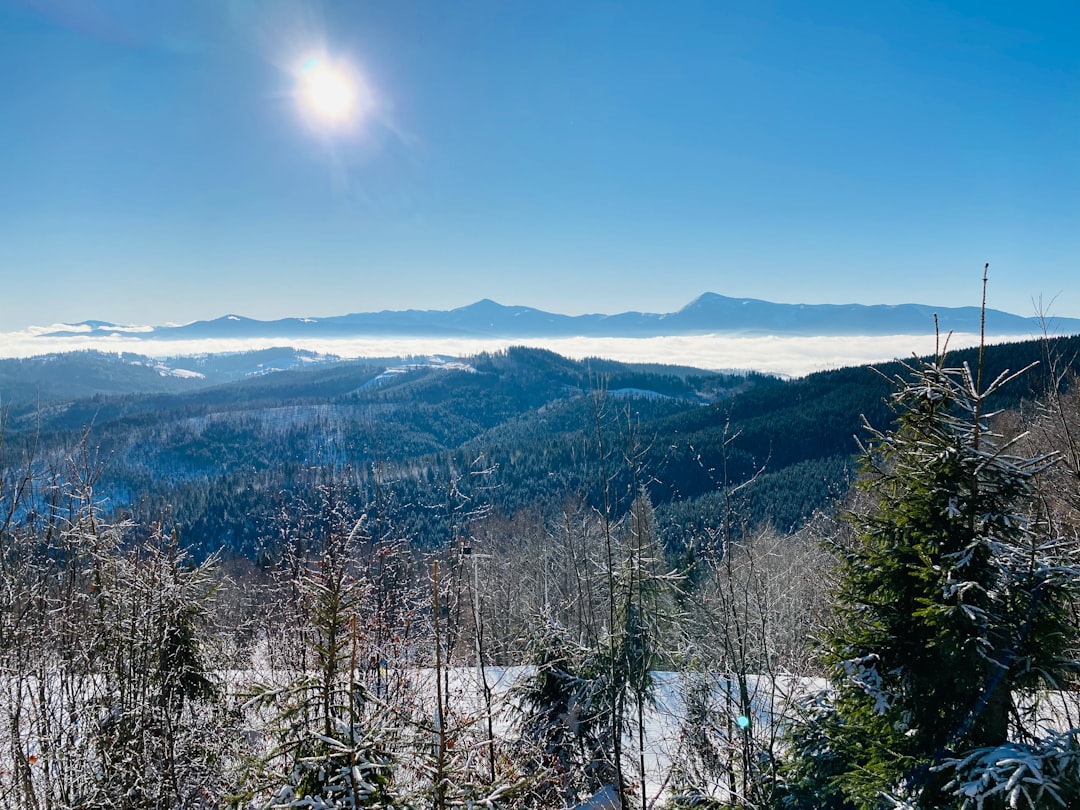 green trees on mountain under blue sky during daytime