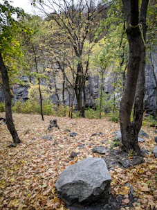 A medium rounded rectangle image of a serene outdoor scene with autumn leaves.