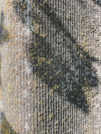 The image features a close-up of a textured surface with vertical ribbed patterns. Various shades of gray and yellowish lichen or moss are growing on the surface, creating an organic, mottled appearance.