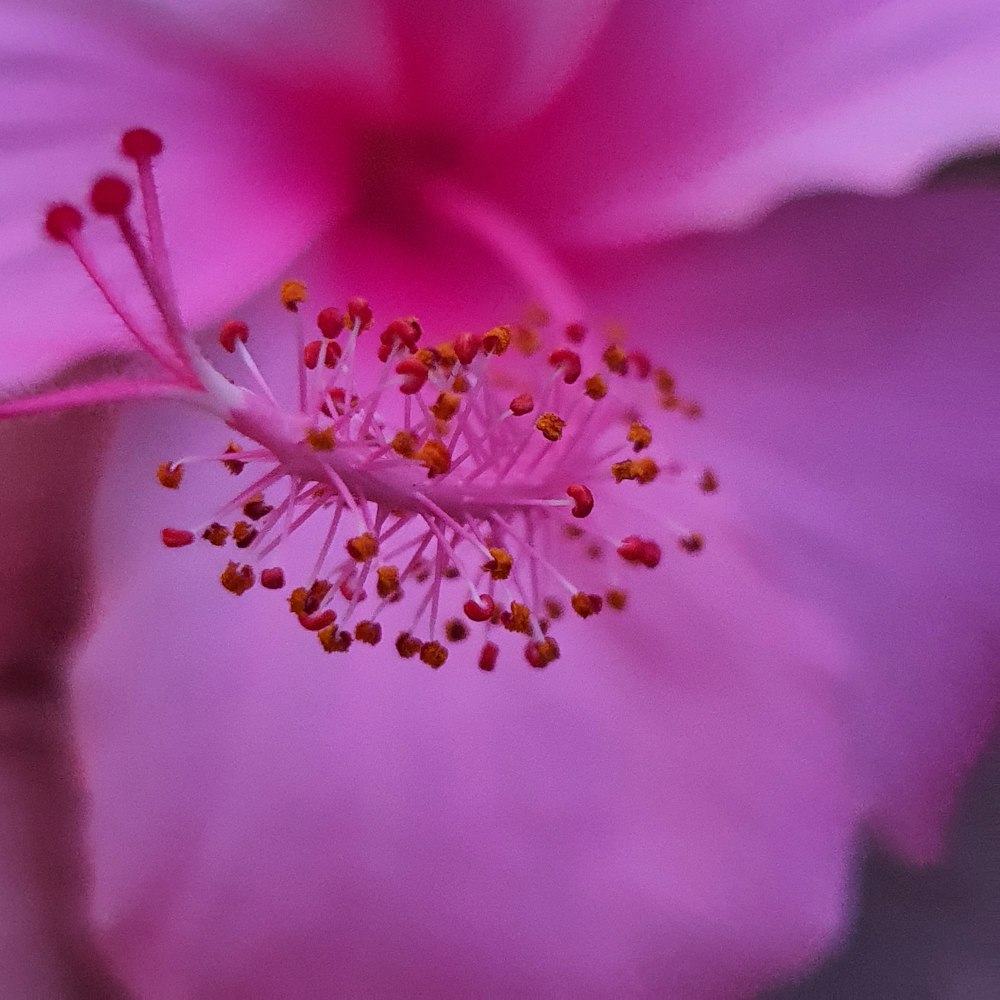 purple flower in macro shot