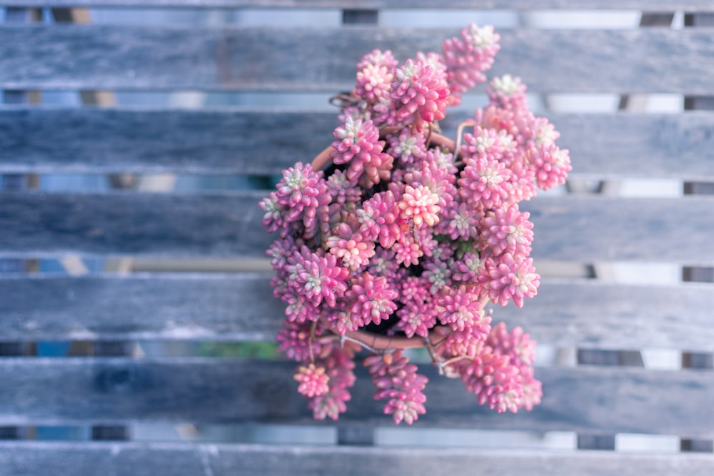 pink flowers on gray wooden fence