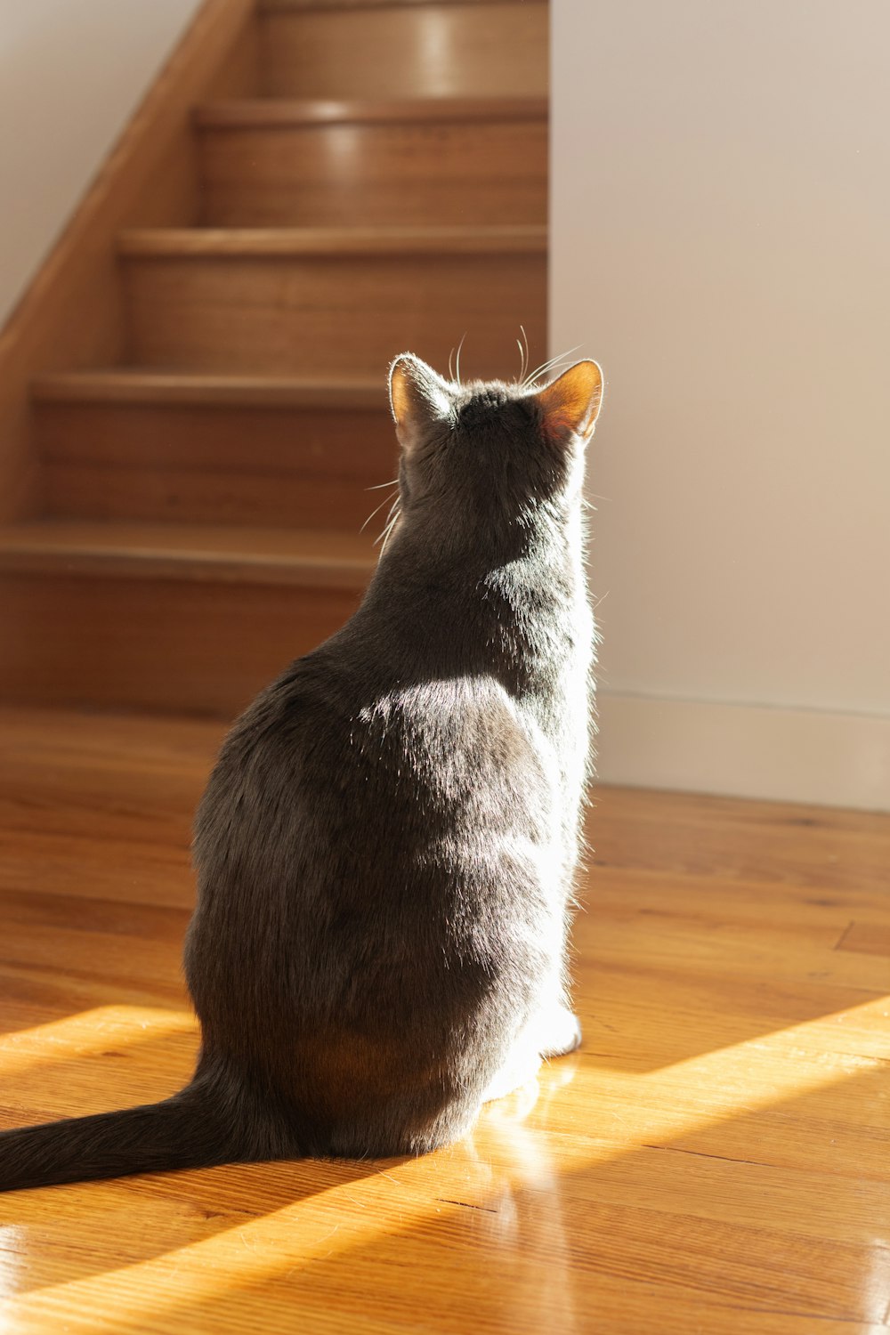 black and white cat on brown wooden floor