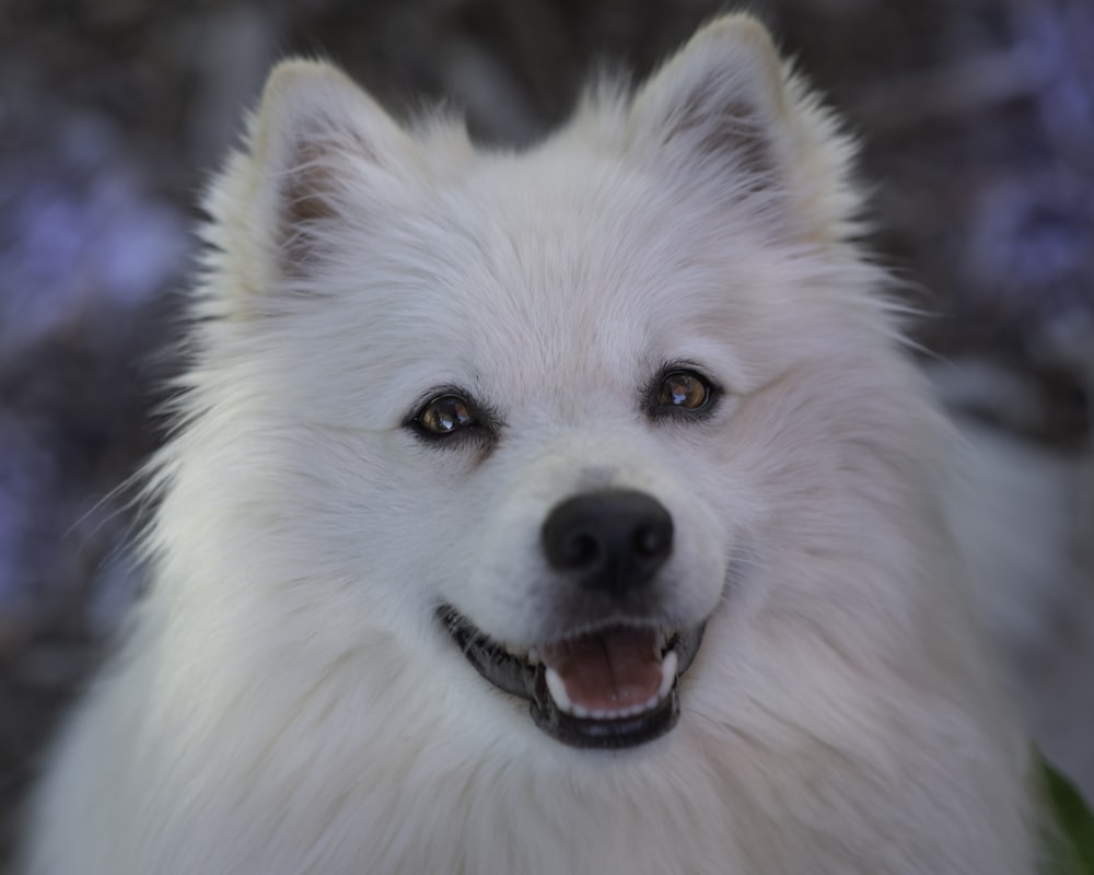 白いロングコート小型犬