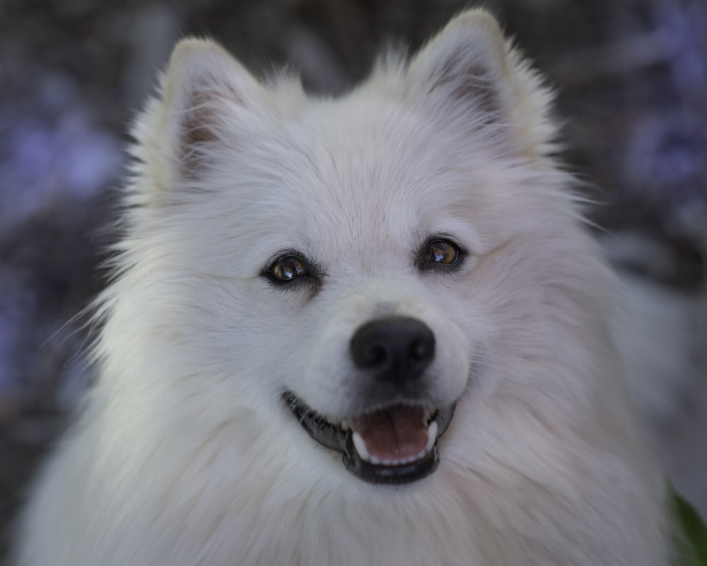white long coat small dog