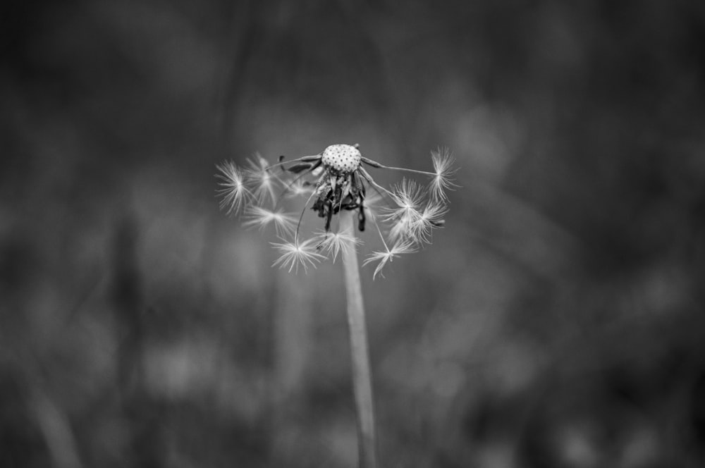 grayscale photo of flower in bloom