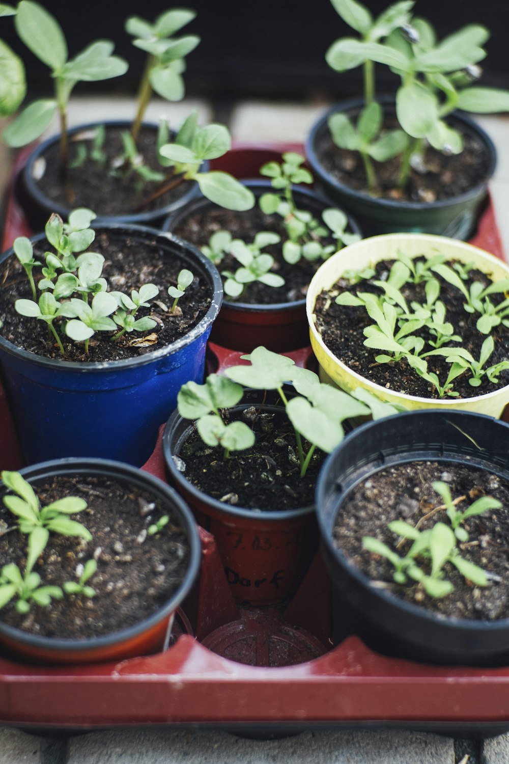 green potted plants on blue plastic pots