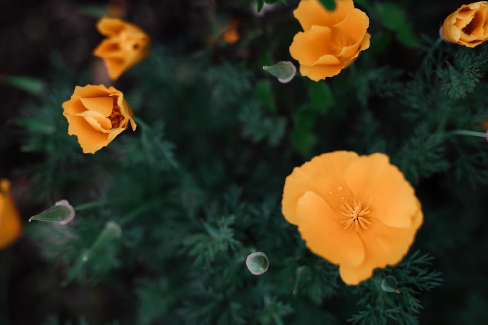 flor amarela com gotículas de água