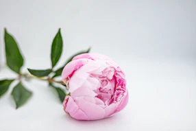 pink rose on white surface
