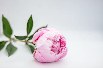 pink rose on white surface