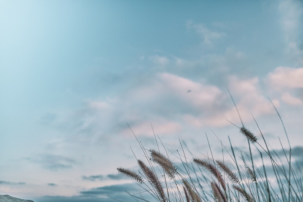 herbe verte sous le ciel bleu pendant la journée