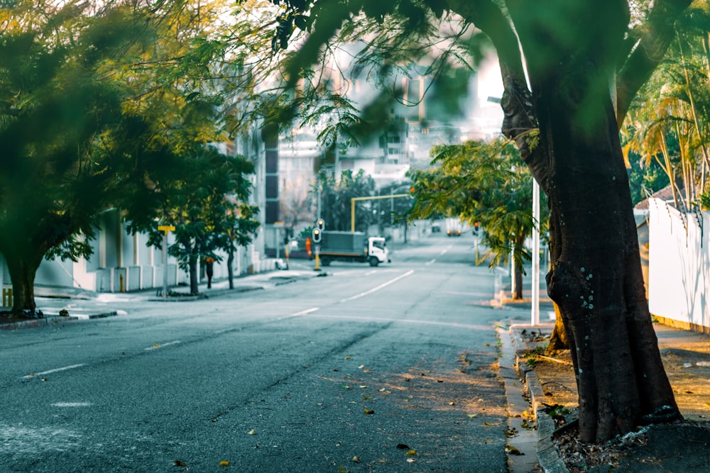 green trees beside gray concrete road during daytime