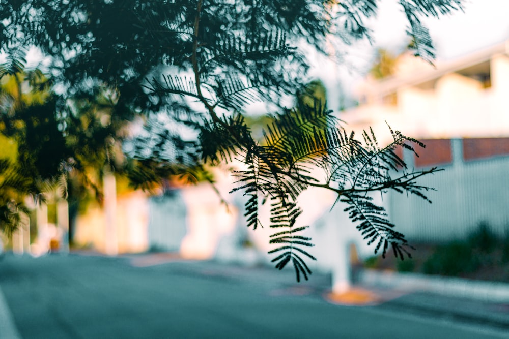 Palmera verde durante el día