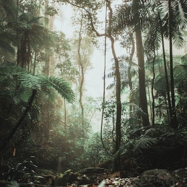 green trees on forest during daytime