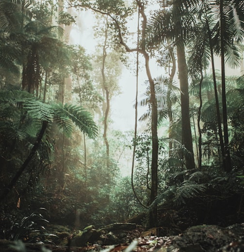 green trees on forest during daytime