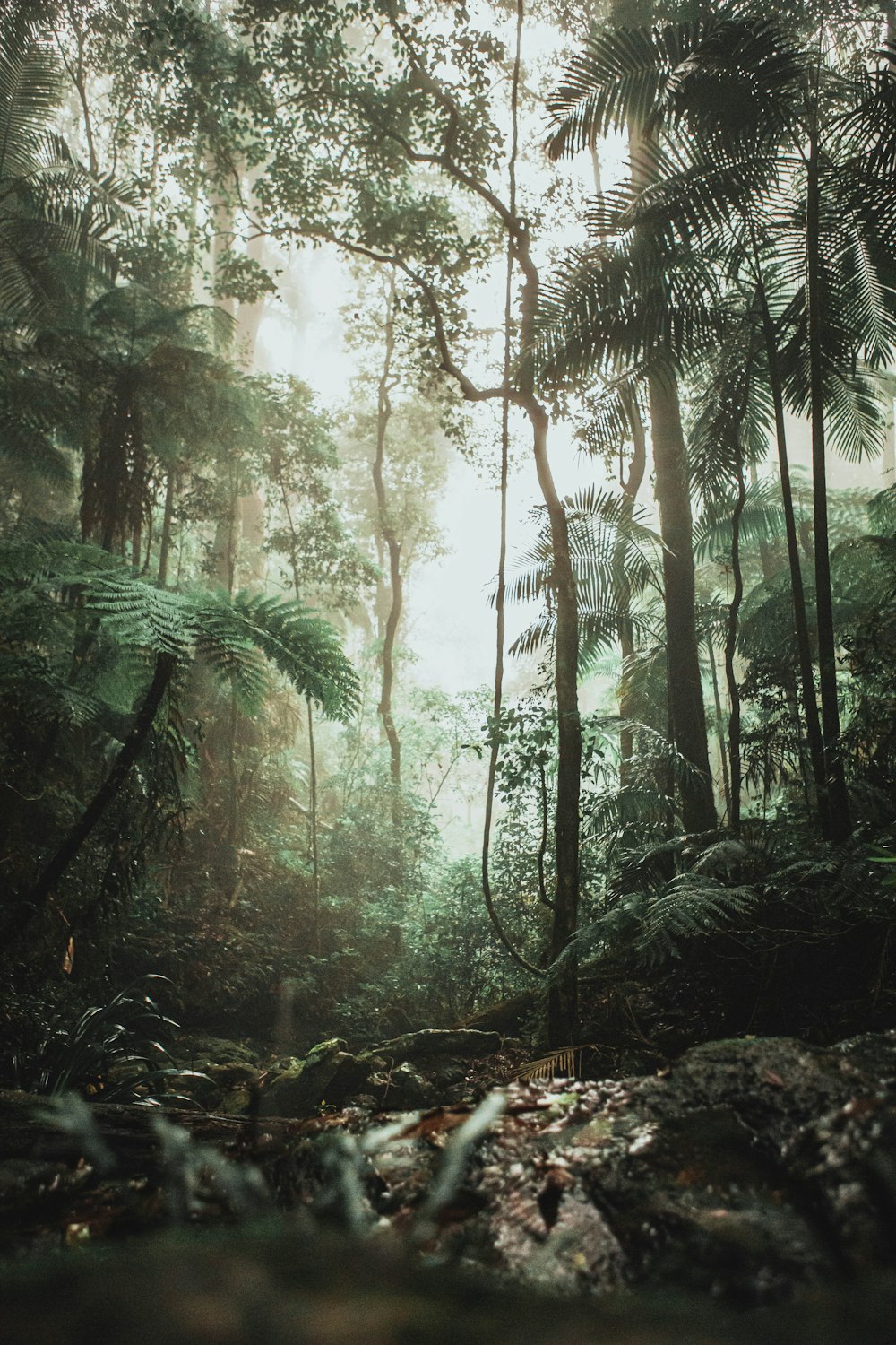 green trees on forest during daytime