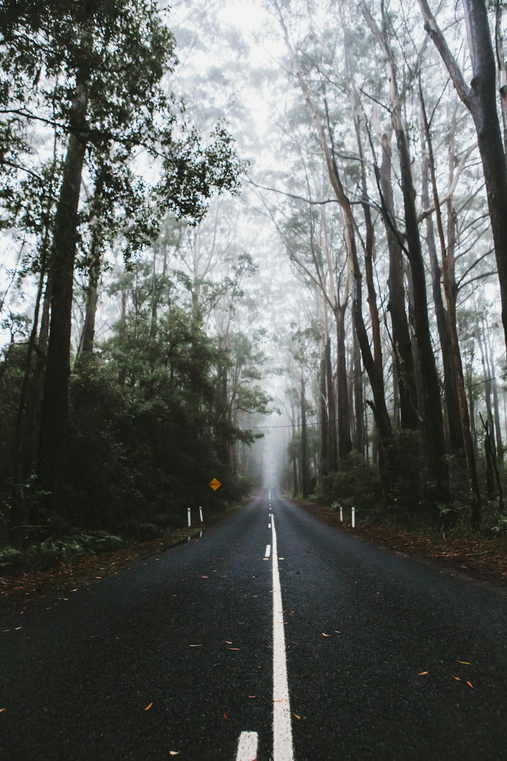 gray asphalt road between trees covered with fog