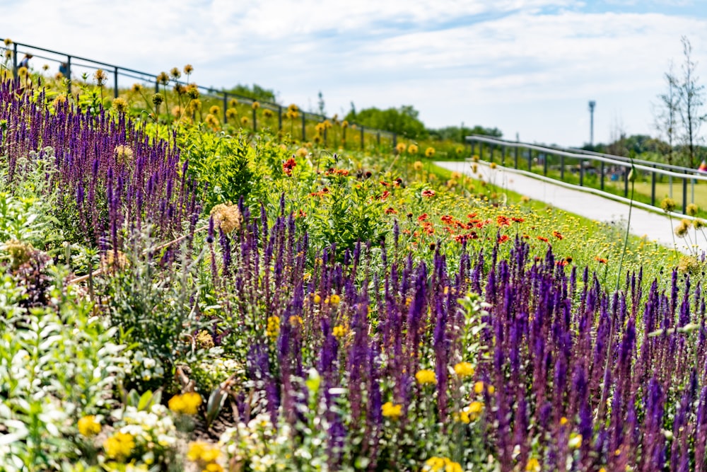 yellow and purple flower field during daytime