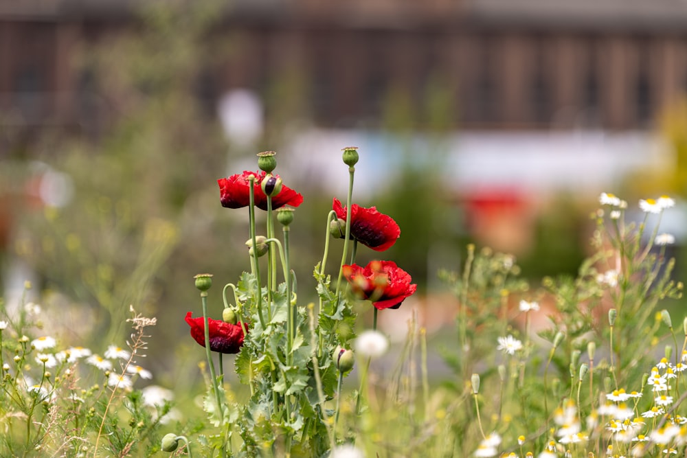 fiori rossi nel campo di erba verde durante il giorno