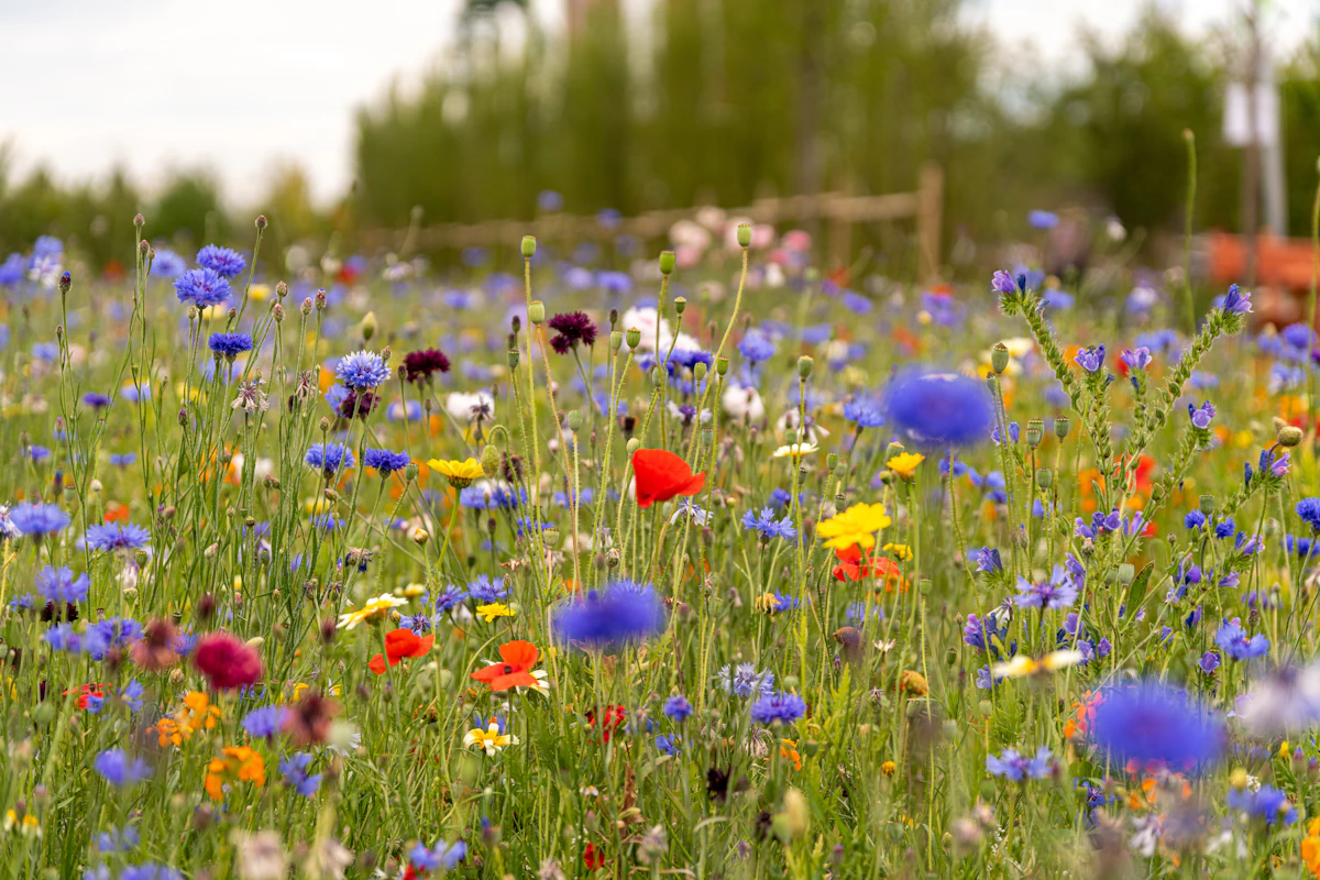 Wildflower Meadow