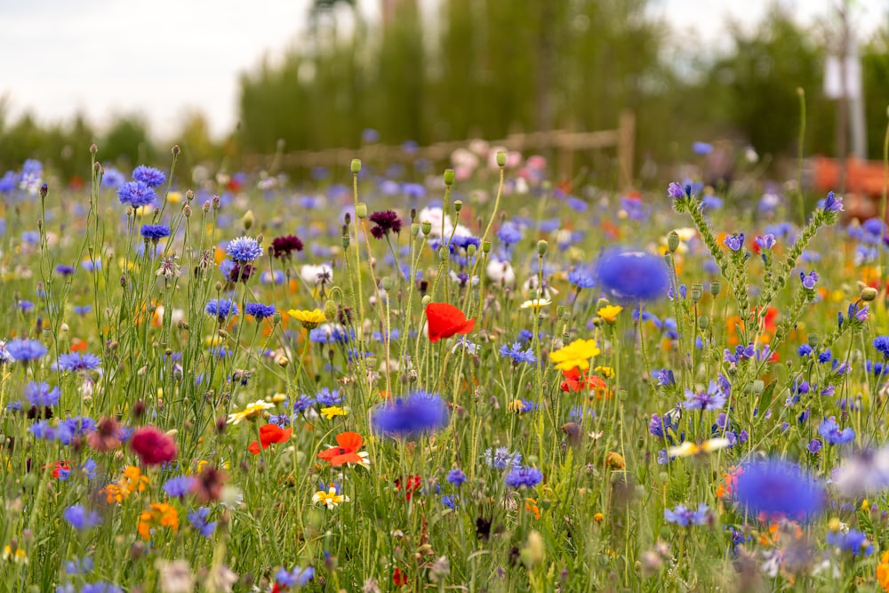 fleurs rouges et bleues sur le champ d’herbe verte pendant la journée