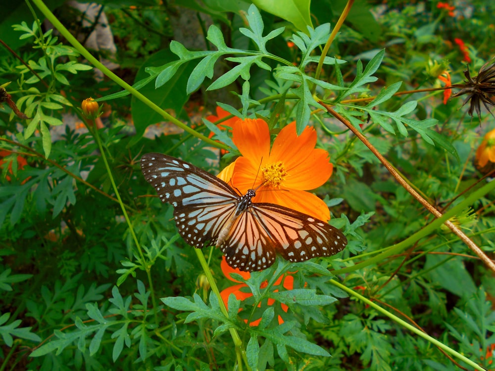 낮 동안 클로즈업 촬영에서 주황색 꽃에 앉은 모나크 나비