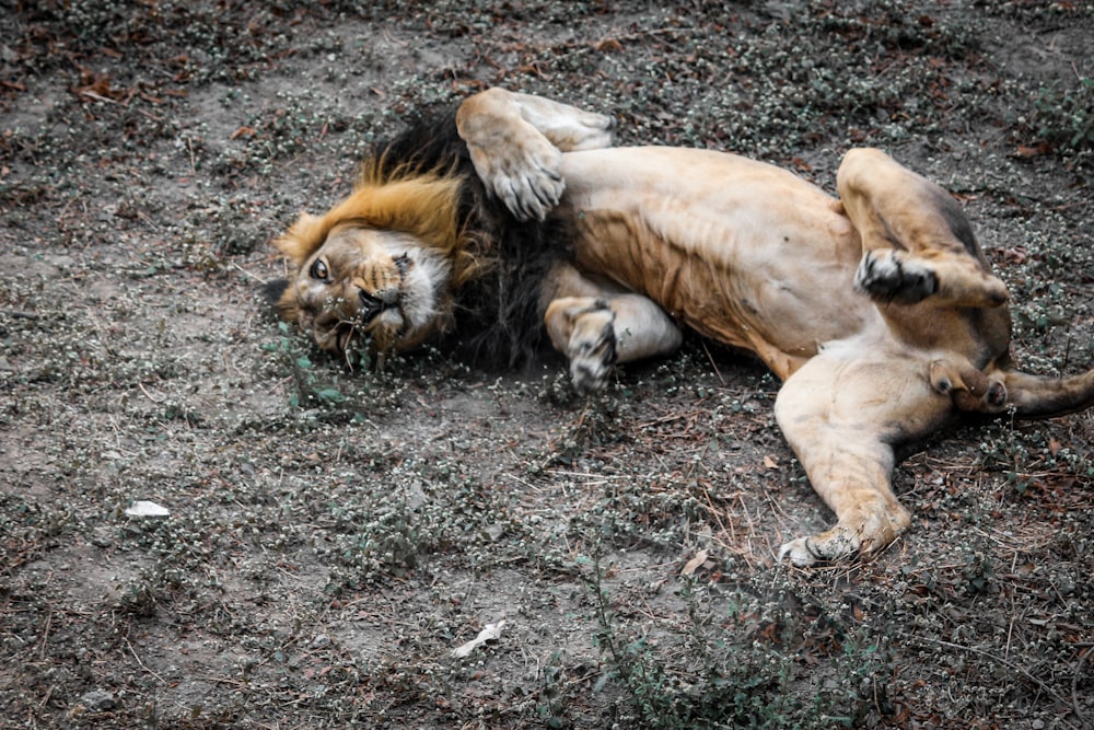 brown lion lying on ground during daytime