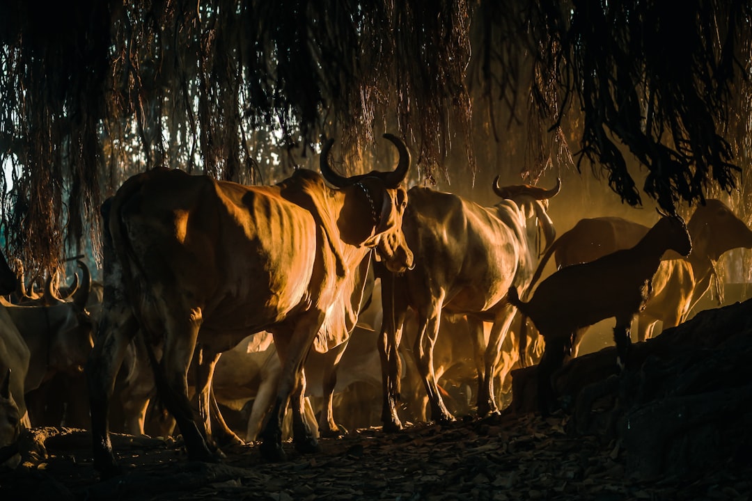 Wildlife photo spot Vadod Vadodara