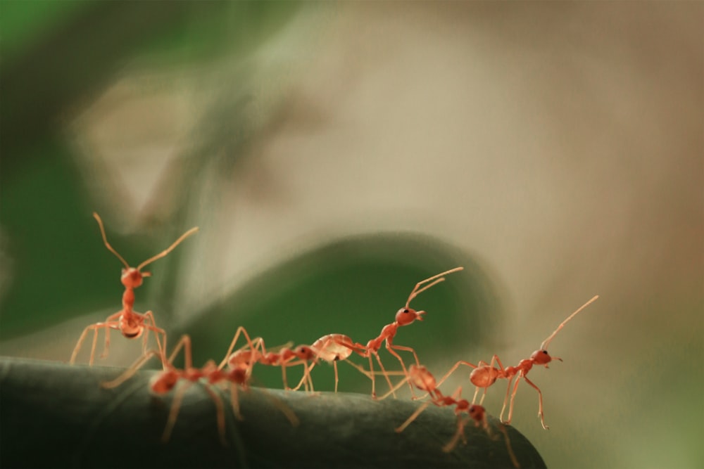 rote Ameise am braunen Stiel in der Tilt-Shift-Linse