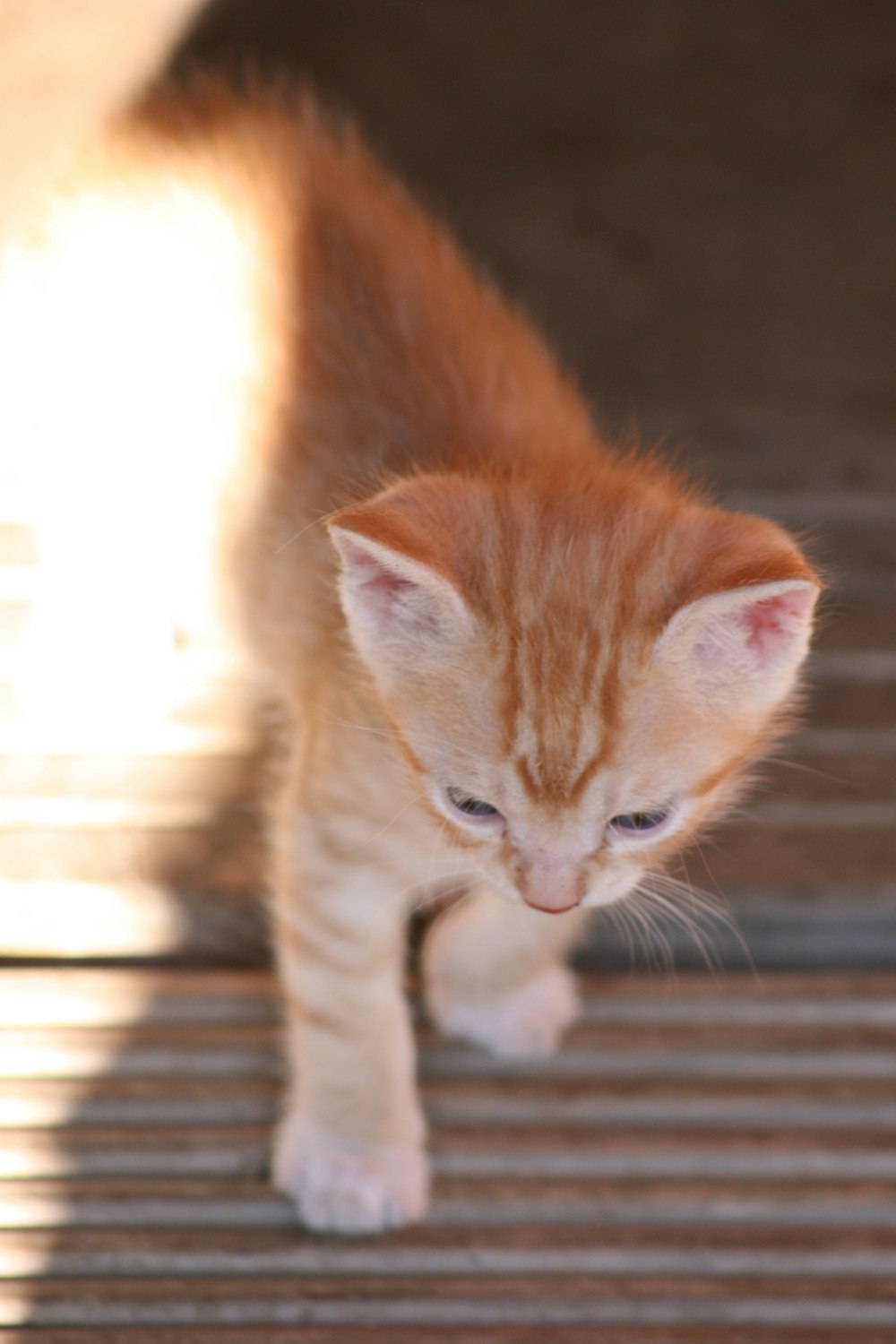 orange tabby kitten on brown wooden floor