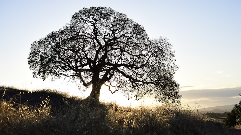 black tree on green grass field during daytime